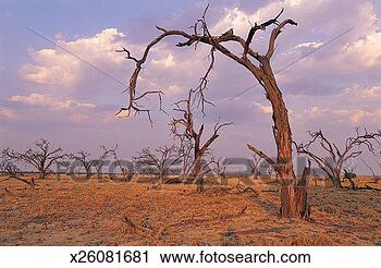 Stock Photography - savuti, chobe 
national park, 
botswana, africa. 
fotosearch - search 
stock photos, 
pictures, images, 
and photo clipart