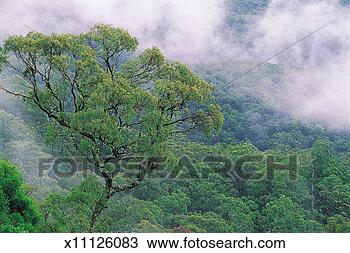 Stock Photo - eucalyptus forest, 
 guy fawkes river 
national park, 
 new south wales. 
fotosearch - search 
stock photos, 
pictures, images, 
and photo clipart