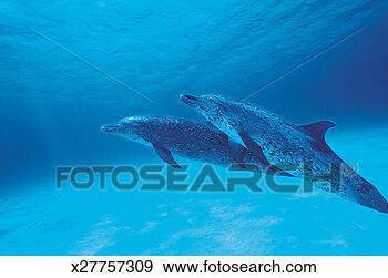 Stock Photograph - coastal spotted 
dolphins (stenella 
attenuata). fotosearch 
- search stock 
photos, pictures, 
images, and photo 
clipart