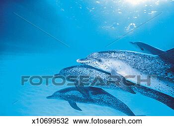 Stock Photo - three coastal 
spotted dolphin 
(stenella attenuata). 
fotosearch - search 
stock photos, 
pictures, images, 
and photo clipart