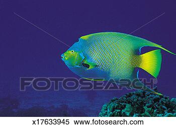 种类最齐全的图像 - 王后, 神仙鱼, (holacanthus