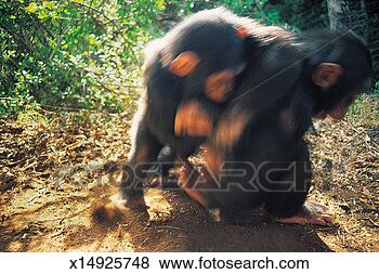 Stock Photo - chimpanzees playing 
(pan troglodytes). 
fotosearch - search 
stock photos, 
pictures, images, 
and photo clipart