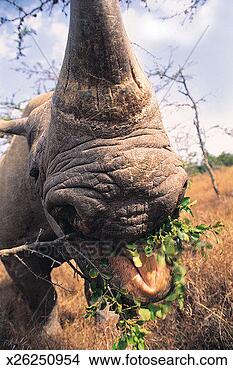 Stock Photo - close-up of white 
rhinoceros. fotosearch 
- search stock 
photos, pictures, 
images, and photo 
clipart