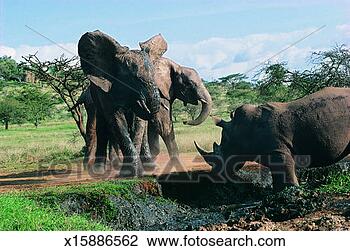 Stock Photo - confrontation 
between a white 
rhinoceros and 
an african elephant 
herd. fotosearch 
- search stock 
photos, pictures, 
images, and photo 
clipart