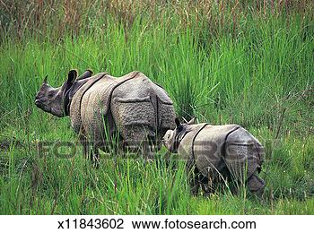 Stock Photo - indian rhinoceros 
with young. fotosearch 
- search stock 
photos, pictures, 
images, and photo 
clipart