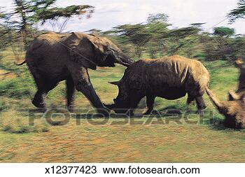 Stock Photo - white rhinoceros 
attacking african 
elephant. fotosearch 
- search stock 
photos, pictures, 
images, and photo 
clipart