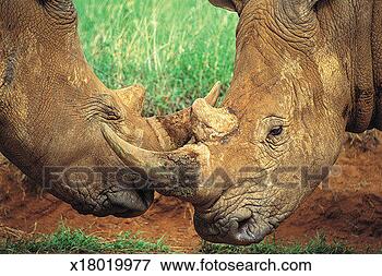 Picture - white rhinoceroses. 
fotosearch - search 
stock photos, 
pictures, images, 
and photo clipart