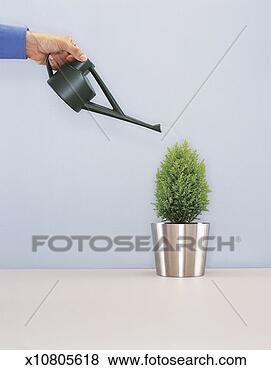 Stock Photo - part view of a 
businessman watering 
a bush in a pot 
with a watering. 
fotosearch - search 
stock photos, 
pictures, images, 
and photo clipart