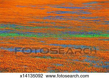 Stock Photo - daisies, namaqualand, 
northern cape, 
south africa, 
africa. fotosearch 
- search stock 
photos, pictures, 
images, and photo 
clipart