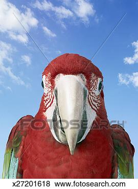 Stock Photo - front view of 
a maccaw parrot 
against a blue 
sky. fotosearch 
- search stock 
photos, pictures, 
images, and photo 
clipart
