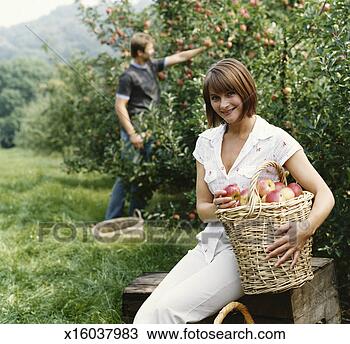 Stock Photo - woman sitting 
on a crate in 
an orchard holding 
a basket of apples 
and. fotosearch 
- search stock 
photos, pictures, 
images, and photo 
clipart