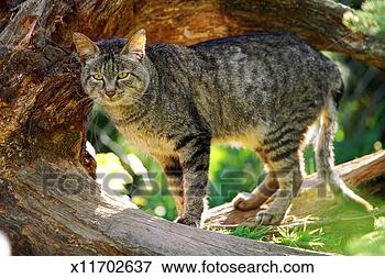 Picture - african wildcat 
(felis silvestris 
lybica) standing 
on tree limb. 
fotosearch - search 
stock photos, 
pictures, images, 
and photo clipart