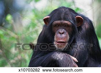 Stock Photo - chimpanzee (pan 
troglodytes). 
fotosearch - search 
stock photos, 
pictures, images, 
and photo clipart