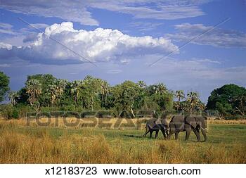 Stock Photo - elephants (loxodonta 
africana) in okavango 
region, botswana. 
fotosearch - search 
stock photos, 
pictures, images, 
and photo clipart
