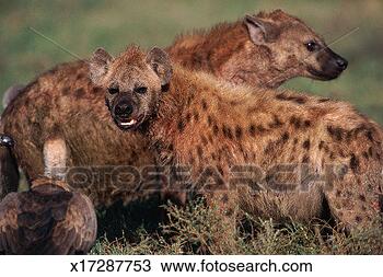 Stock Photo - pair of spotted 
hyena (crocuta 
crocuta), one 
confronting vulture. 
fotosearch - search 
stock photos, 
pictures, images, 
and photo clipart