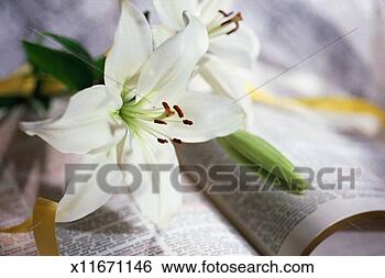 Stock Photo - lilies on open 
bible. fotosearch 
- search stock 
photos, pictures, 
images, and photo 
clipart