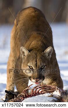 cougar-over-kill_~x11757024.jpg