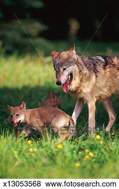 Female gray wolf with pups in forest View Large Photo Image Stock Photo - female gray wolf with pups in forest. fotosearch - search stock photos, pictures, images, and photo clipart