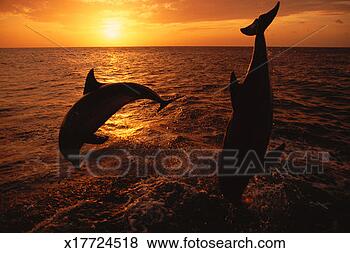 Stock Photo - two bottlenose 
dolphins diving 
in ocean at sunset. 
fotosearch - search 
stock photos, 
pictures, images, 
and photo clipart
