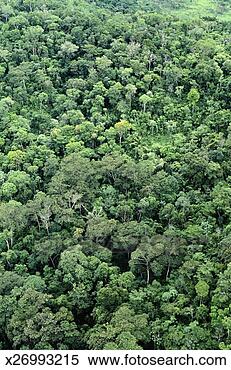 Stock Image - amazon jungle. 
fotosearch - search 
stock photos, 
pictures, images, 
and photo clipart