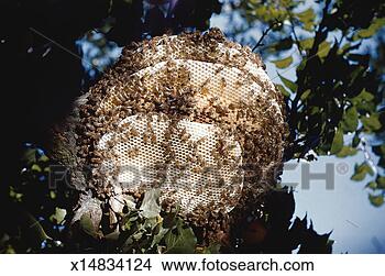 Stock Photo - domestic honey 
bee. fotosearch 
- search stock 
photos, pictures, 
images, and photo 
clipart