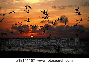 Picture - birds flying at 
beach at sunset. 
fotosearch - search 
stock photos, 
pictures, images, 
and photo clipart