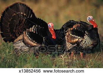 Stock Photo - wild turkey. fotosearch 
- search stock 
photos, pictures, 
images, and photo 
clipart