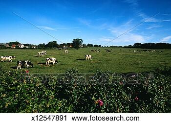 Stock Photography - cows grazing in 
pasture, badsegeberg, 
germany. fotosearch 
- search stock 
photos, pictures, 
images, and photo 
clipart