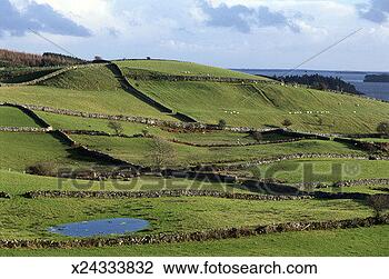 Stock Photo - grazing sheep. 
fotosearch - search 
stock photos, 
pictures, images, 
and photo clipart