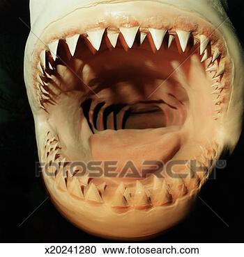 Stock Photography - mouth of a great 
white shark. fotosearch 
- search stock 
photos, pictures, 
images, and photo 
clipart