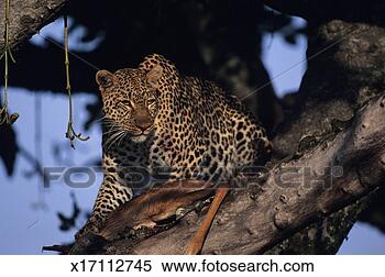 Stock Image - leopard (panthera 
pardus) sitting 
with dead animal 
in tree, kenya. 
fotosearch - search 
stock photos, 
pictures, images, 
and photo clipart