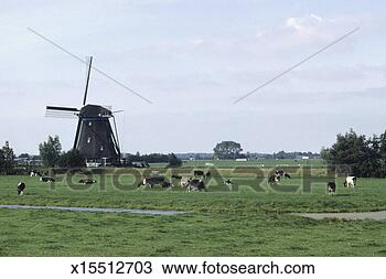Stock Photo - cows grazing on 
pasture near windmill, 
holland. fotosearch 
- search stock 
photos, pictures, 
images, and photo 
clipart