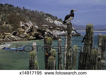 Stock Image - blue footed booby 
bird sitting on 
cactus by water, 
bird island, mexico. 
fotosearch - search 
stock photos, 
pictures, images, 
and photo clipart