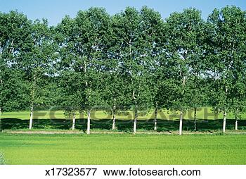 图片 - italy, 伦巴第, 杨树, 树, 在上, 领域 x17323