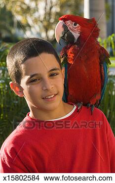Stock Photo - 'boy (12-13) with 
parrot on shoulder, 
head and shoulders, 
portrait'. fotosearch 
- search stock 
photos, pictures, 
images, and photo 
clipart