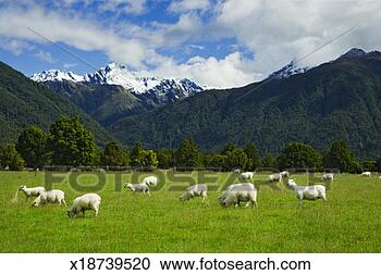 Stock Photography - new zealand, south 
island, sheep 
grazing near fox 
glacier. fotosearch 
- search stock 
photos, pictures, 
images, and photo 
clipart