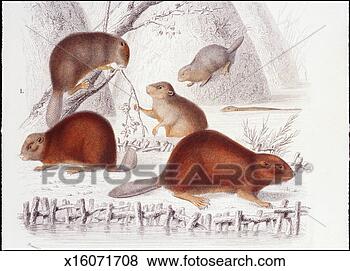 Stock Illustration - beaver family. 
fotosearch - search 
clipart, illustration, 
drawings and vector 
eps graphics images