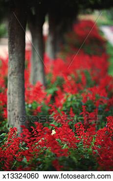 Stock Photography - cordoba, spain 
- row of trees 
with flowers. 
fotosearch - search 
stock photos, 
pictures, images, 
and photo clipart