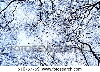 Stock Photograph - new york city 
- flocking birds 
in winter trees. 
fotosearch - search 
stock photos, 
pictures, images, 
and photo clipart