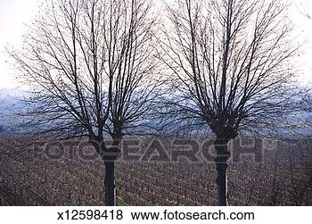 Stock Photo - south france - 
two trees in vineyard. 
fotosearch - search 
stock photos, 
pictures, images, 
and photo clipart
