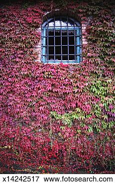 Picture - tuscany, italy 
- window in wall. 
fotosearch - search 
stock photos, 
pictures, images, 
and photo clipart