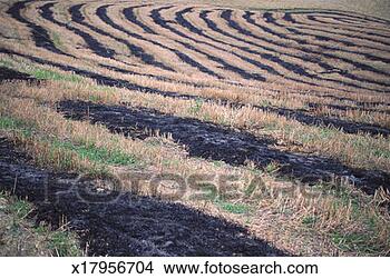 Stock Photo - tuscany, italy 
- burnt fields. 
fotosearch - search 
stock photos, 
pictures, images, 
and photo clipart