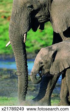 Stock Photograph - adult african 
elephant with 
young (loxodonta 
africana) chobe 
national. fotosearch 
- search stock 
photos, pictures, 
images, and photo 
clipart