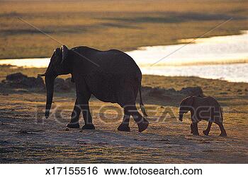 Stock Photo - adult elephant 
with calf (loxodonta 
africana) chobe 
national park. 
fotosearch - search 
stock photos, 
pictures, images, 
and photo clipart