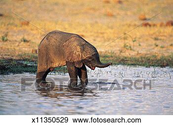 Stock Photograph - african elephant 
calf (loxodonta 
africana) okavango 
delta,  botswana. 
fotosearch - search 
stock photos, 
pictures, images, 
and photo clipart