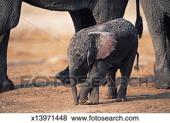 Stock Photo - african elephant 
calf (loxodonta 
africana) chobe 
national park. 
fotosearch - search 
stock photos, 
pictures, images, 
and photo clipart