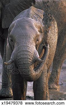 Stock Photo - african elephant 
(loxodonta africana) 
chobe national 
park,  botswana. 
fotosearch - search 
stock photos, 
pictures, images, 
and photo clipart