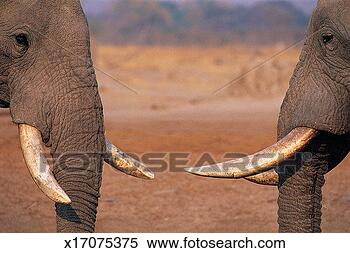 Stock Image - african elephants 
(loxodonta africana) 
chobe national 
park. fotosearch 
- search stock 
photos, pictures, 
images, and photo 
clipart