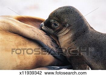 Stock Photo - australian sea 
lion, kangaroo 
island, south 
australia. fotosearch 
- search stock 
photos, pictures, 
images, and photo 
clipart