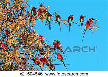 Stock Photo - carmine bee-eaters 
(merops nubicoides) 
okavango river, 
 botswana. fotosearch 
- search stock 
photos, pictures, 
images, and photo 
clipart